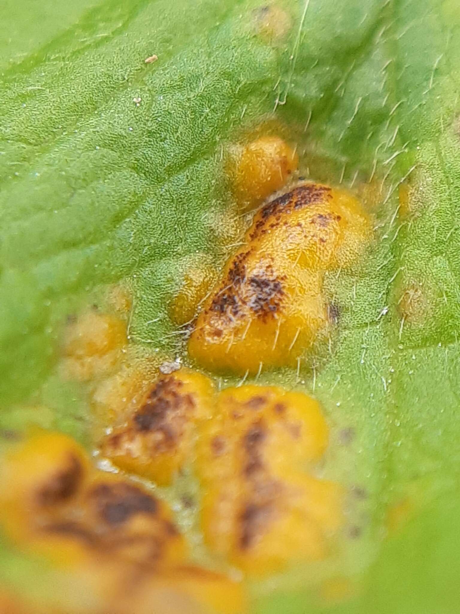 Imagem de Puccinia ustalis Berk. 1854