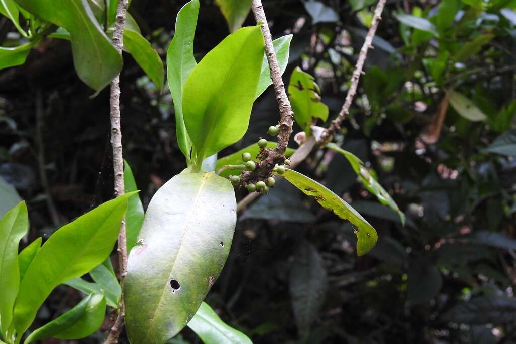 Image of Myrsine juergensenii (Mez) J. M. Ricketson & J. J. Pipoly