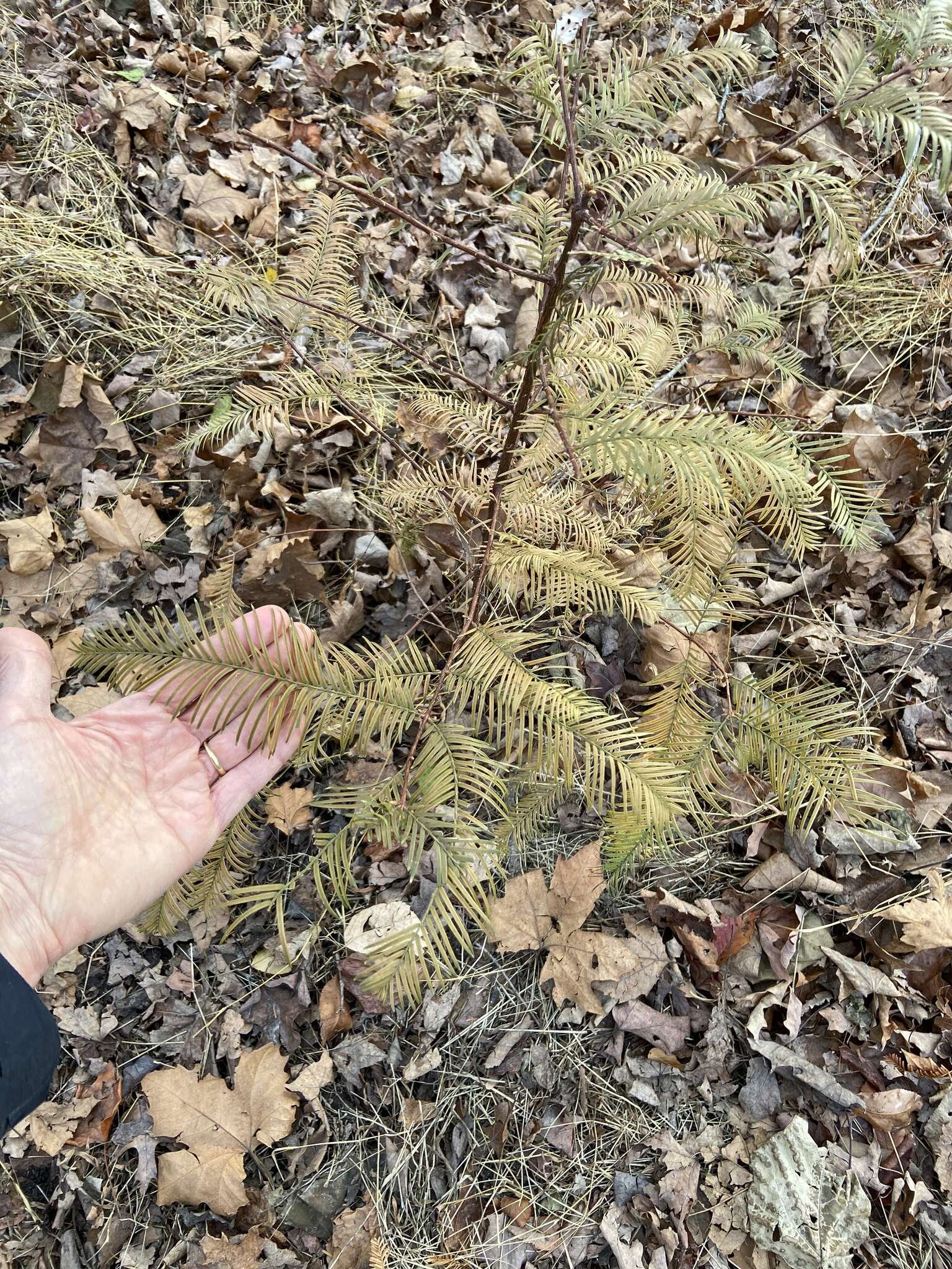 Image of dawn redwood