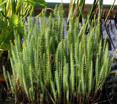 Image of Mare's Tail