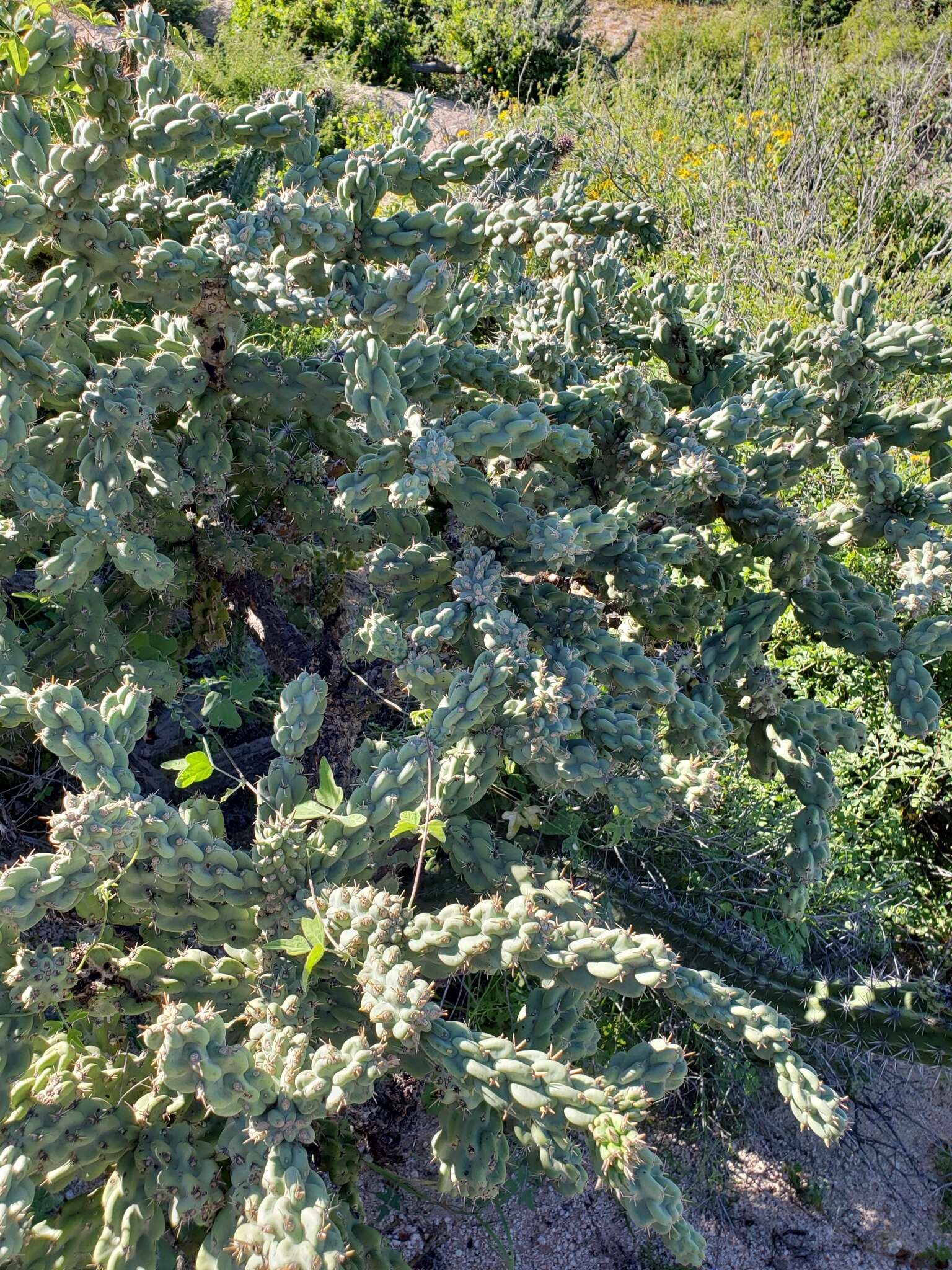 Image of Cylindropuntia cholla (F. A. C. Weber) F. M. Knuth