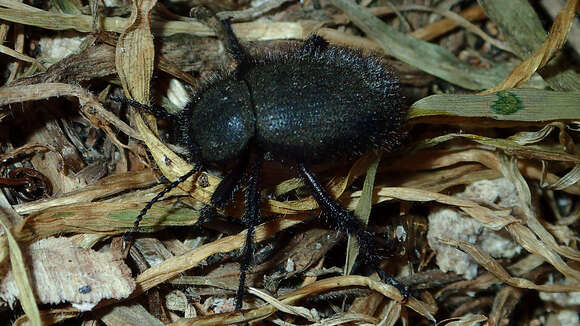 Image de Eleodes (Amphidora) nigropilosa (Le Conte 1851)