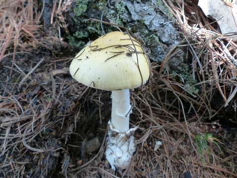 Image of Amanita russuloides (Peck) Sacc. 1887