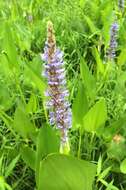 Image of pickerelweed