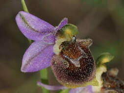 Image of Ophrys fuciflora subsp. heterochila