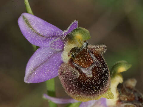 صورة Ophrys fuciflora subsp. heterochila