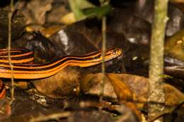 Image of Red-Black Striped Snake