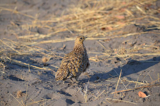 Image of Burchell's Sandgrouse