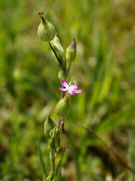 Image of striped corn catchfly