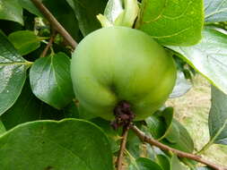 Image of japanese persimmon