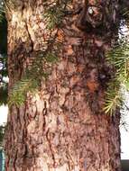 Image of Douglas Fir