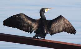 Image of Black Shag