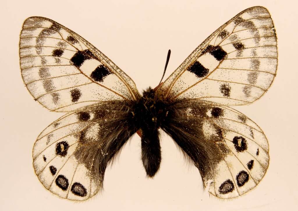 Image of Parnassius cephalus Grum-Grshimailo 1891