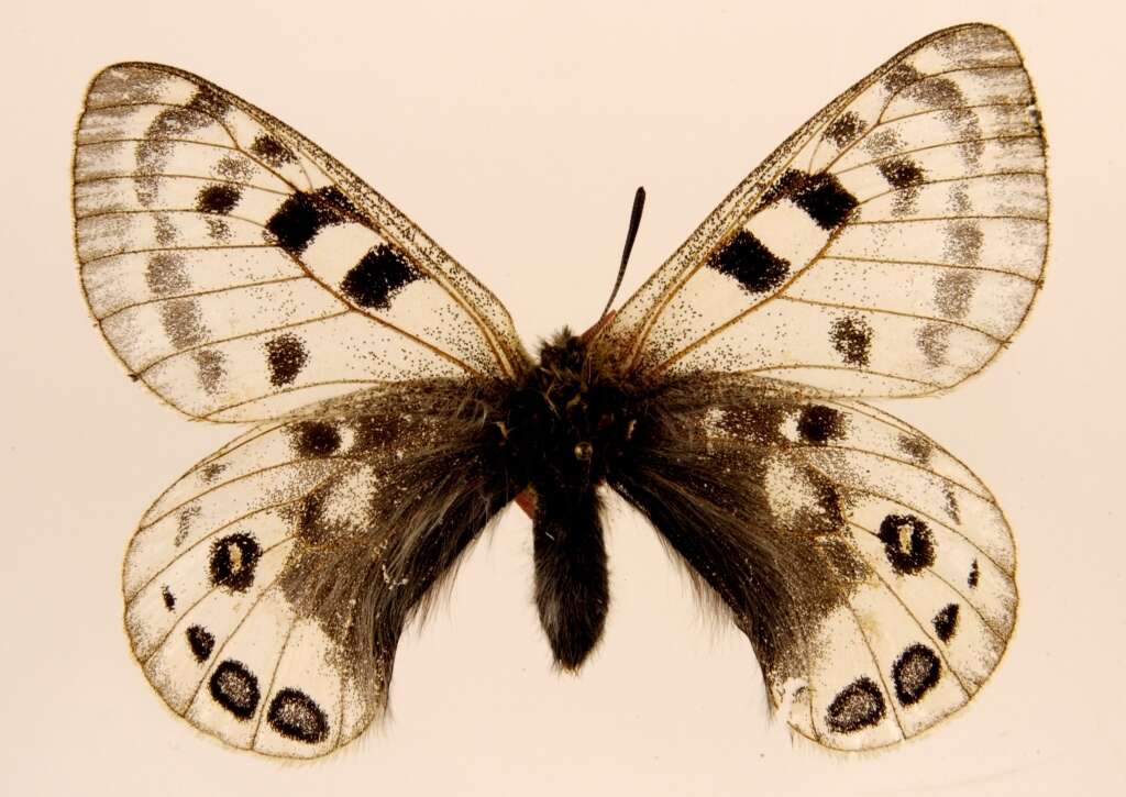 Parnassius cephalus Grum-Grshimailo 1891 resmi