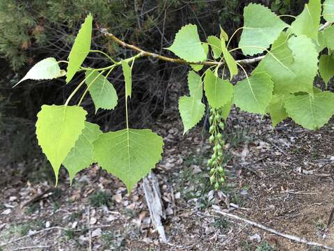 Image of Carolina poplar