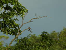 Image of Northern Fantail