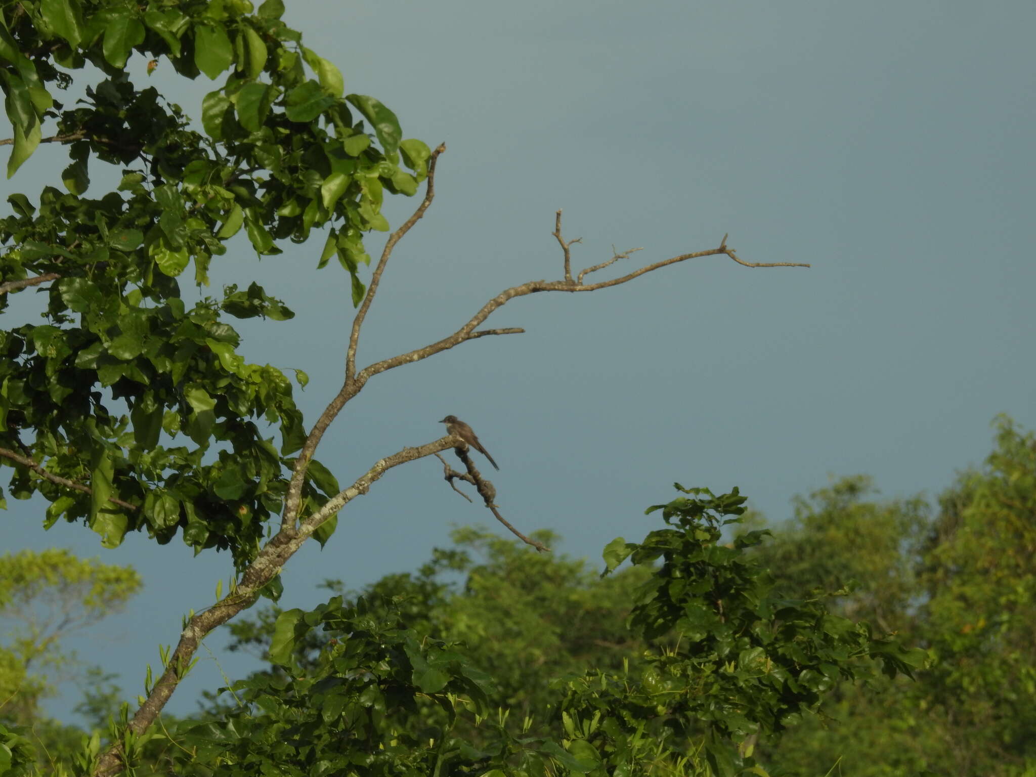 Image of Northern Fantail