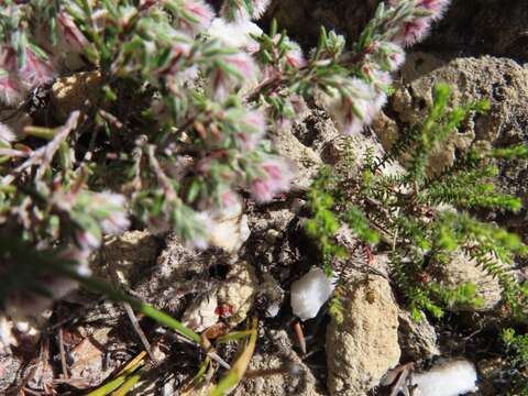 Image of Erica pilosiflora E. G. H. Oliver