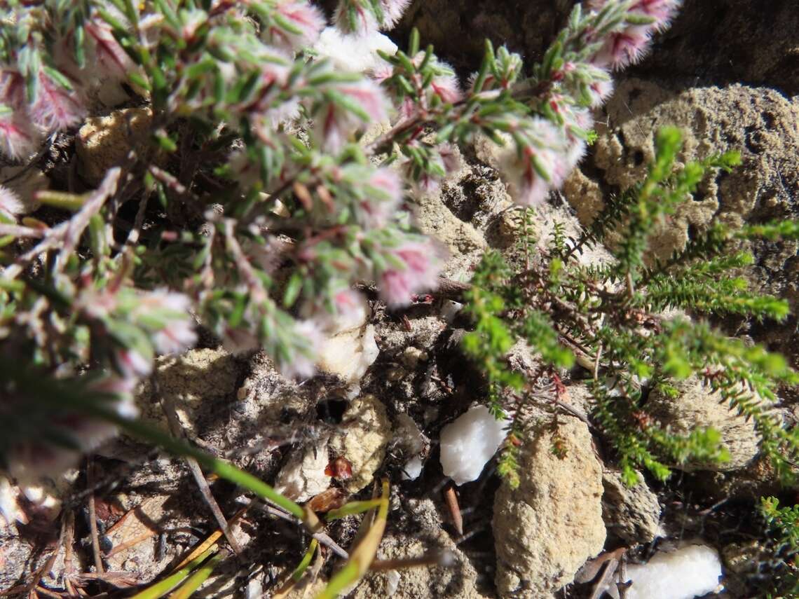 Image of Erica pilosiflora subsp. pilosiflora