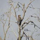 Image of Arabian Woodpecker