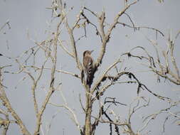 Image of Arabian Woodpecker