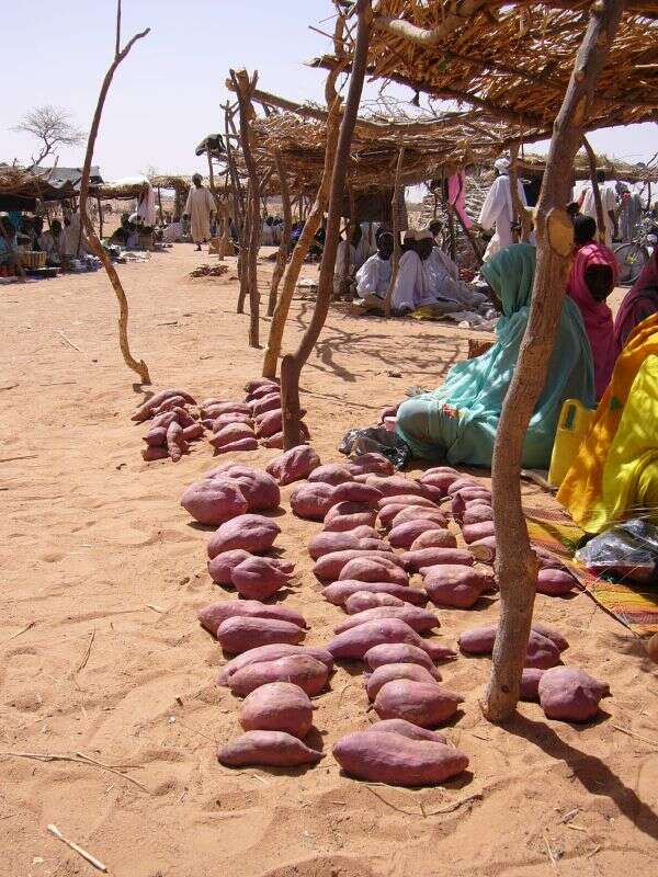 Image of sweet potato