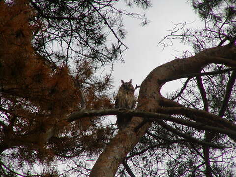 Image of Long-eared Owl