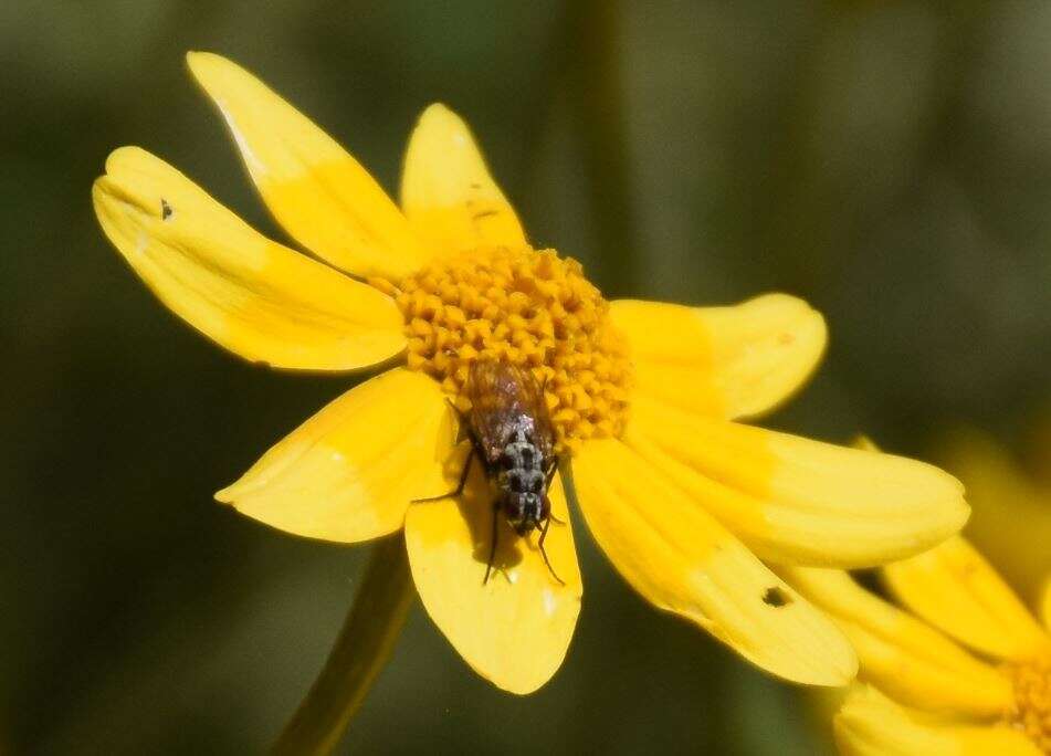 Sivun Anthomyia procellaris Rondani 1866 kuva