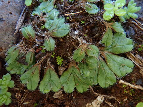 صورة Oxymitra incrassata (Brot.) Sérgio & Sim-Sim