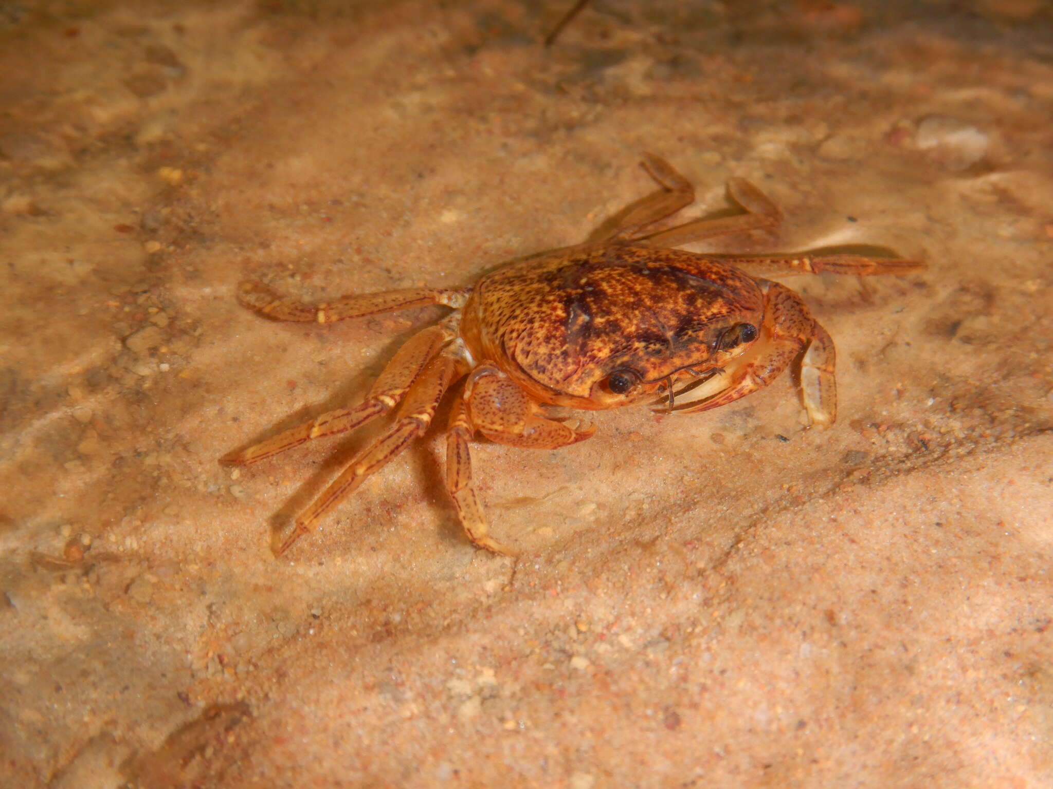 Image of Austrothelphusa angustifrons (A. Milne-Edwards 1869)