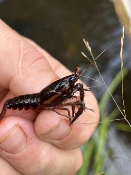 Image of Procambarus versutus (Hagen 1870)