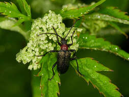 صورة Gaurotes (Carilia) virginea (Linné 1758)