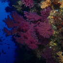 Image of chameleon sea fan