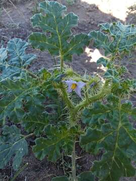 Image de Solanum heterodoxum Dun.