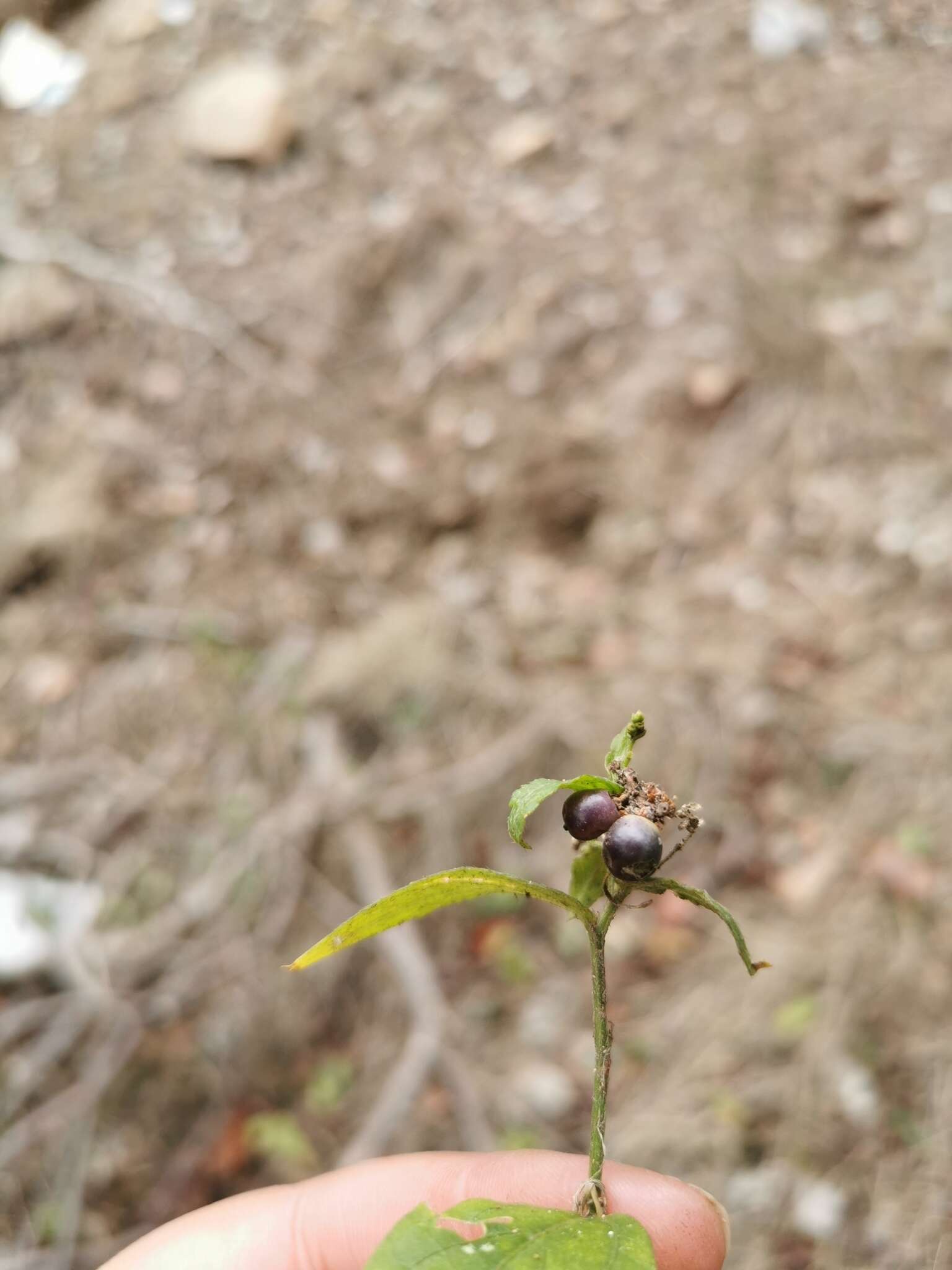 Sivun Chiropetalum tricuspidatum (Lam.) A. Juss. kuva