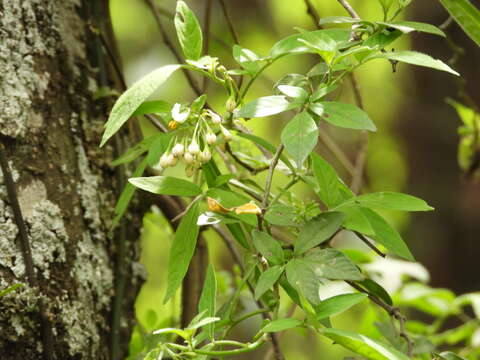 Image of Solanum appendiculatum Humb. & Bonpl. ex Dun.