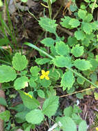 Image of celandine