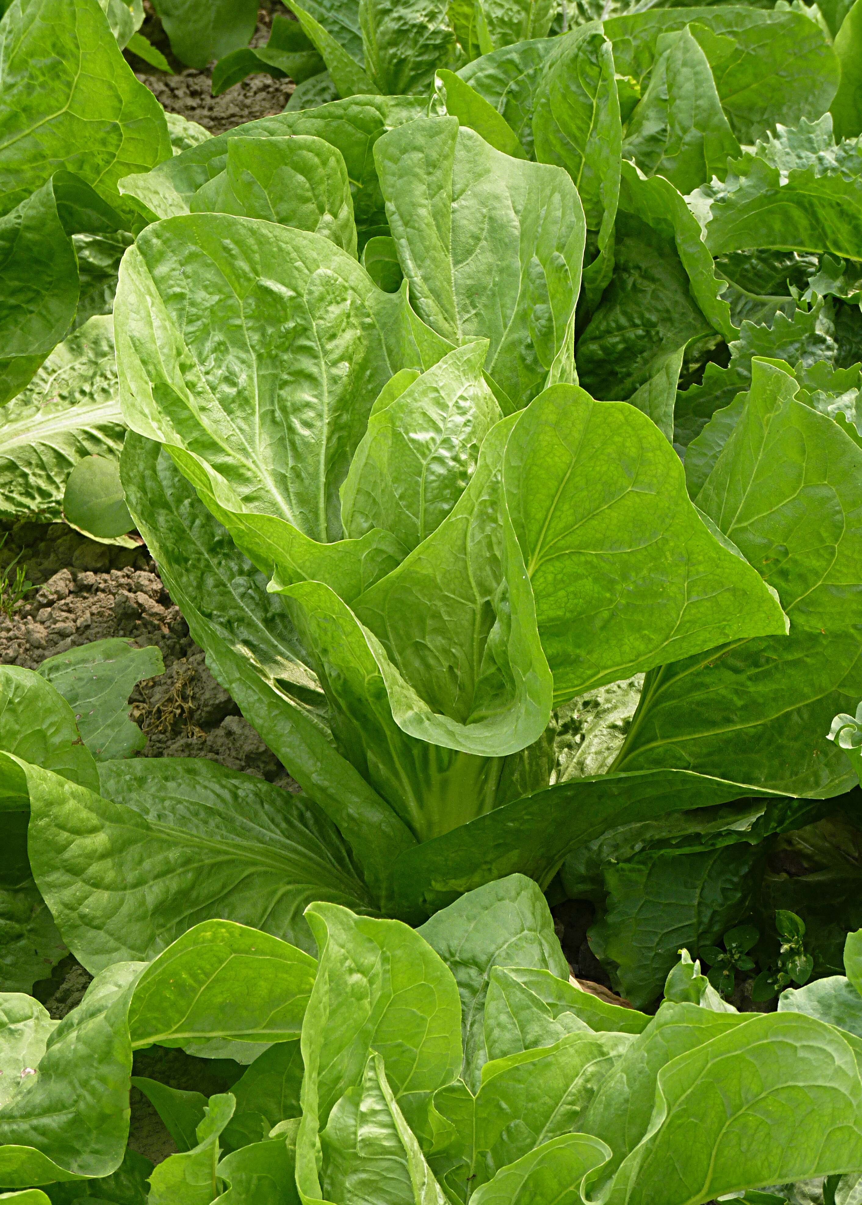 Image of Lactuca sativa var. longifolia