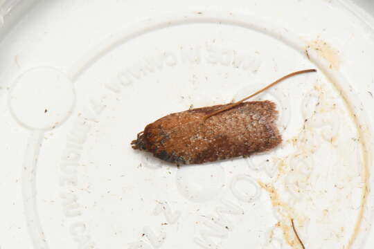 Image of Acleris oxycoccana Packard 1869