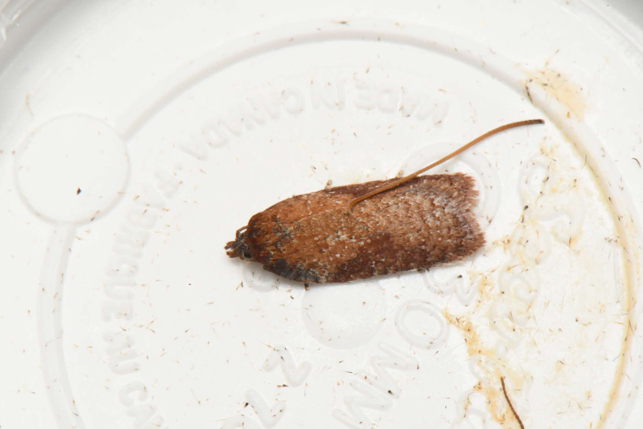 Imagem de Acleris oxycoccana Packard 1869