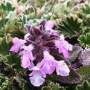 Image of Stachys elliptica Kunth