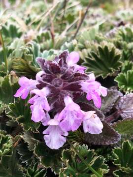 Слика од Stachys elliptica Kunth