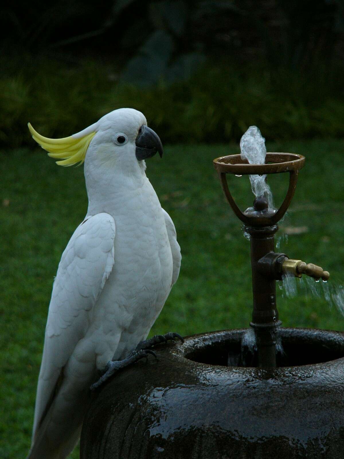 Image of Sulphur-crested Cockatoo