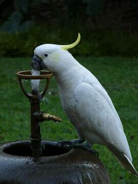 Image of Sulphur-crested Cockatoo