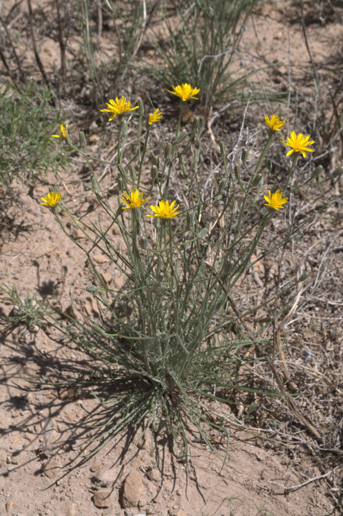 Crepis modocensis Greene resmi