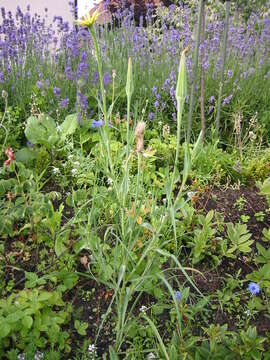 Image of yellow salsify