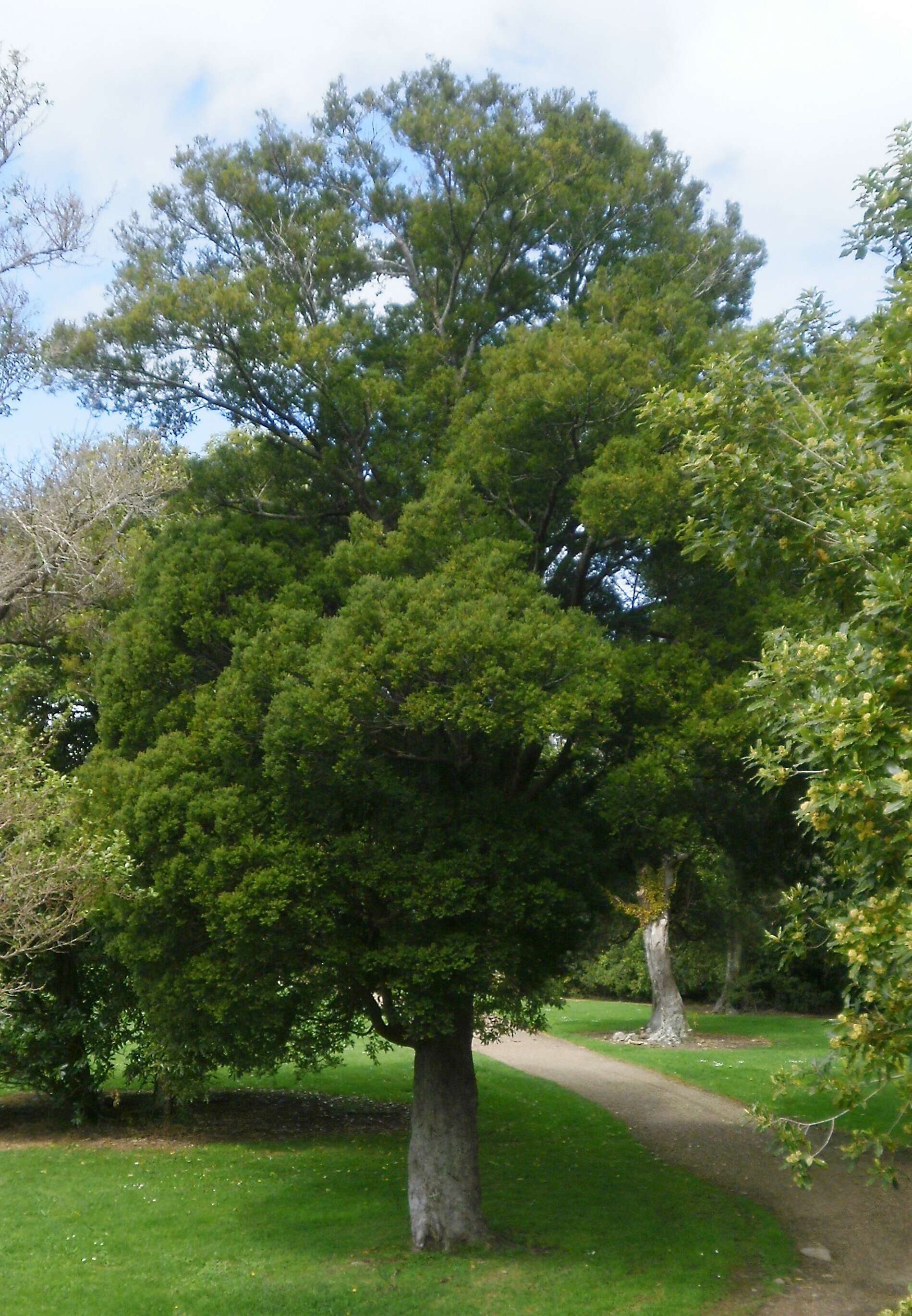 Image of Brown Pine