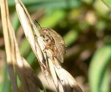 Image of Eurygaster testudinaria