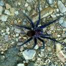 Image of Common Bluebloom Tarantula