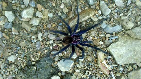 Image of Common Bluebloom Tarantula